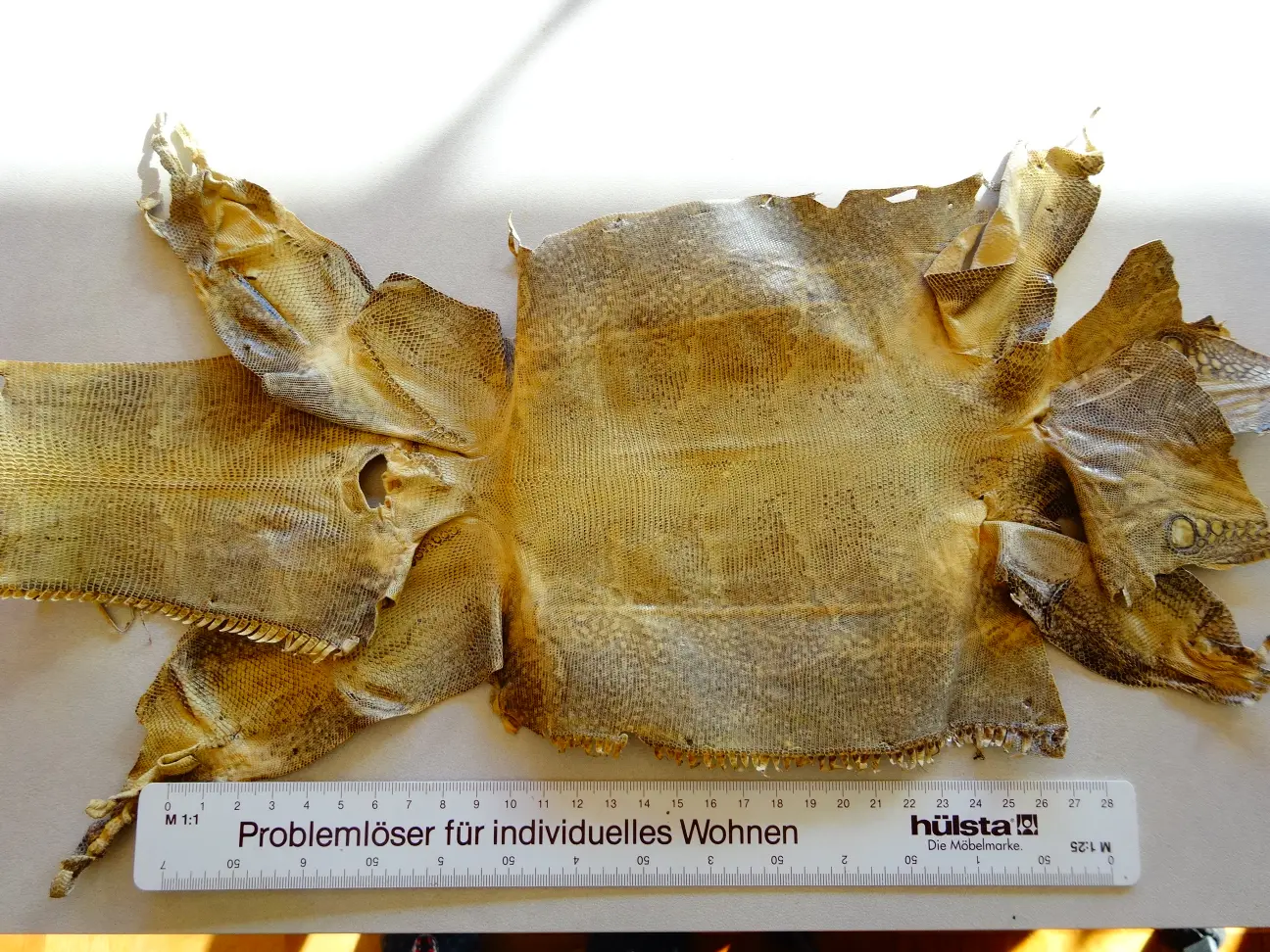 Rochenleder (1).JPG