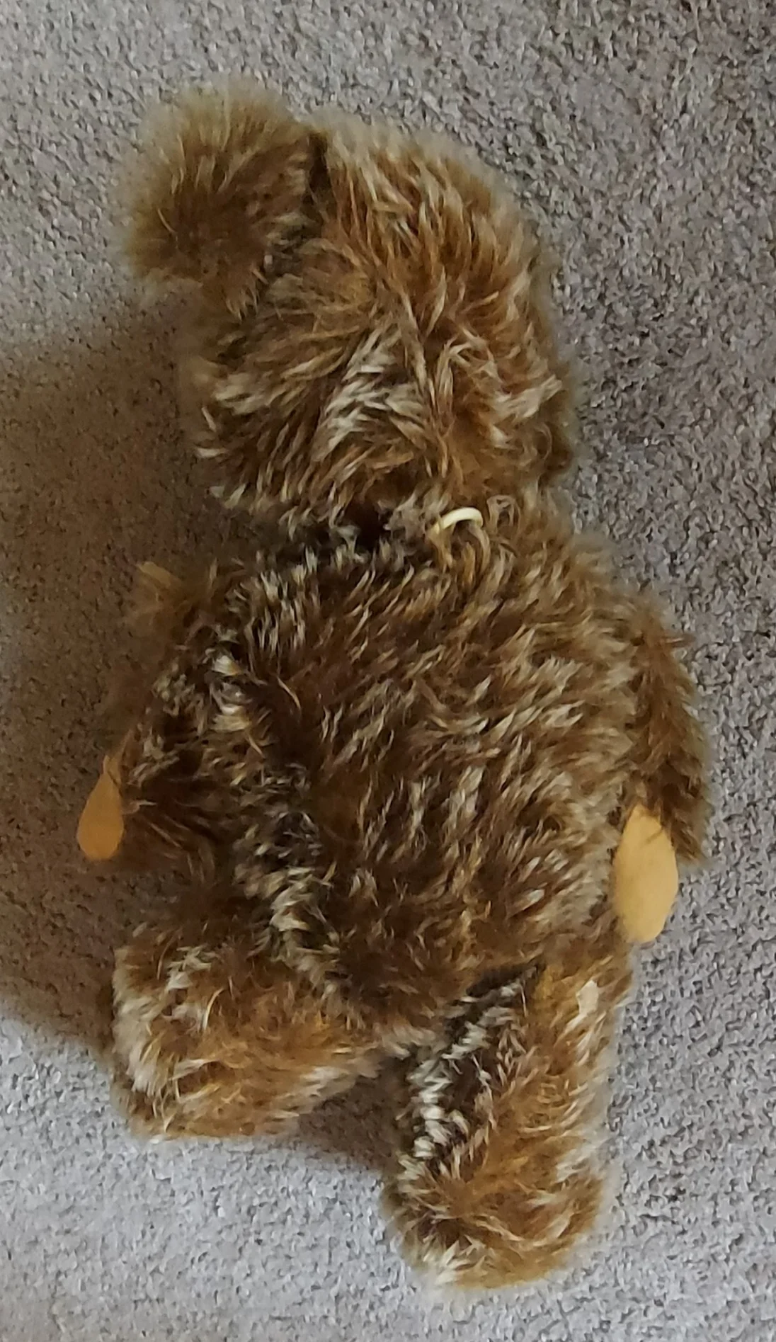 Teddy2 (2).jpg