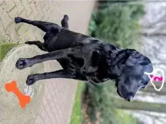 doggiedoo.webp