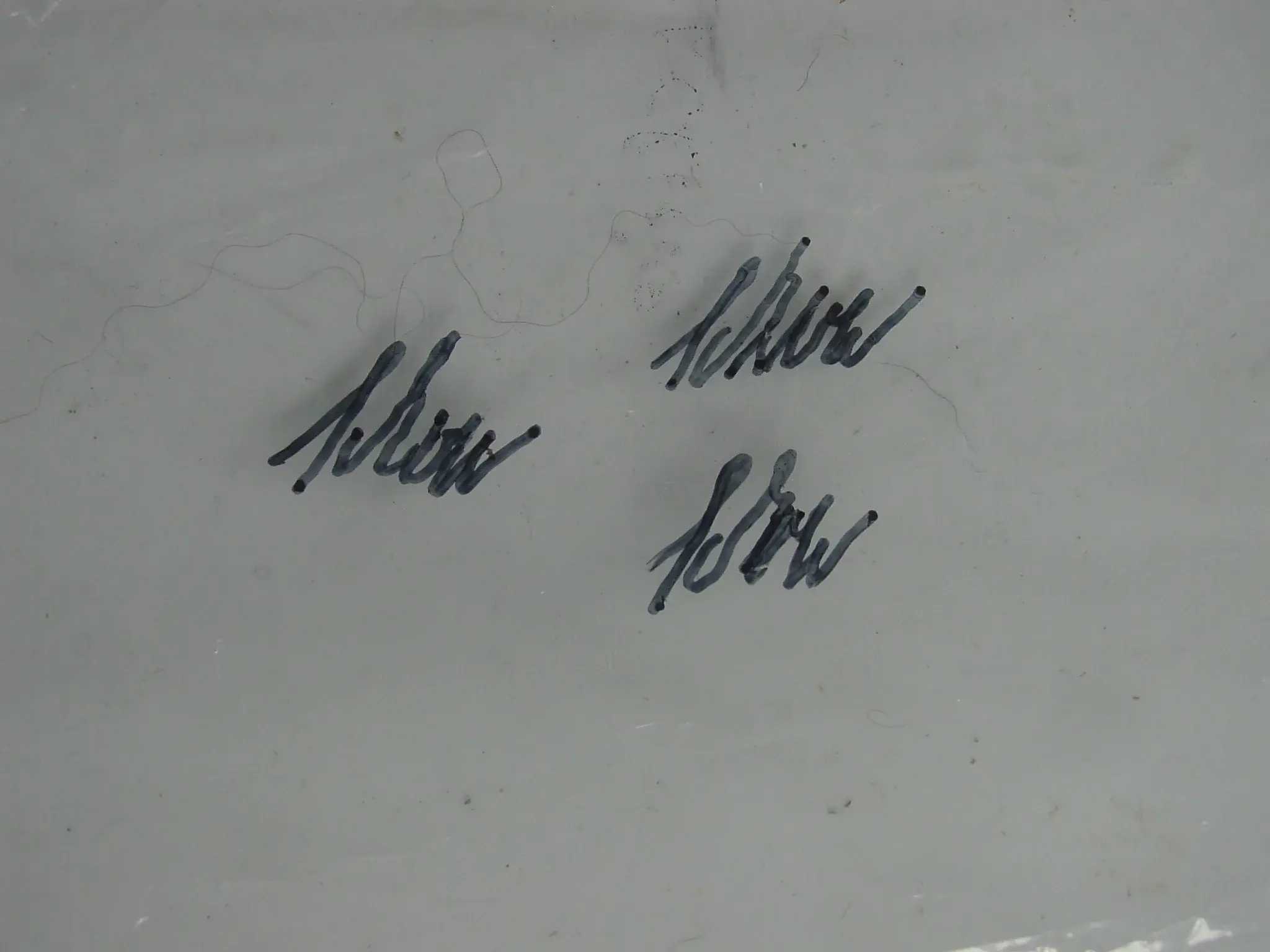 DSC03036.webp