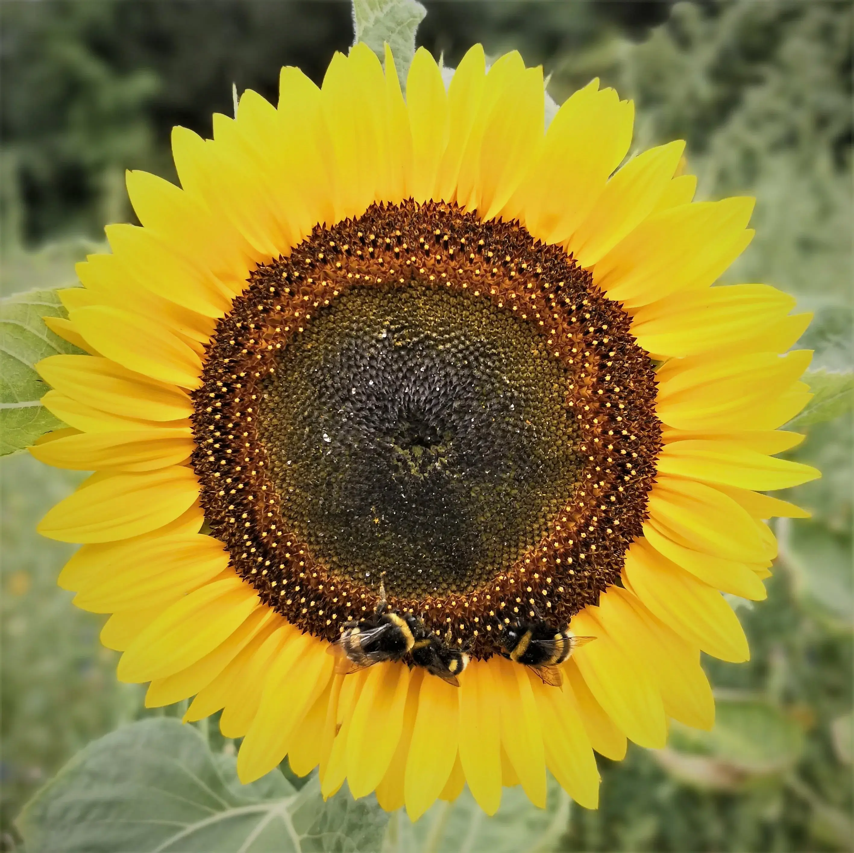 IMG_20180729_144952.webp