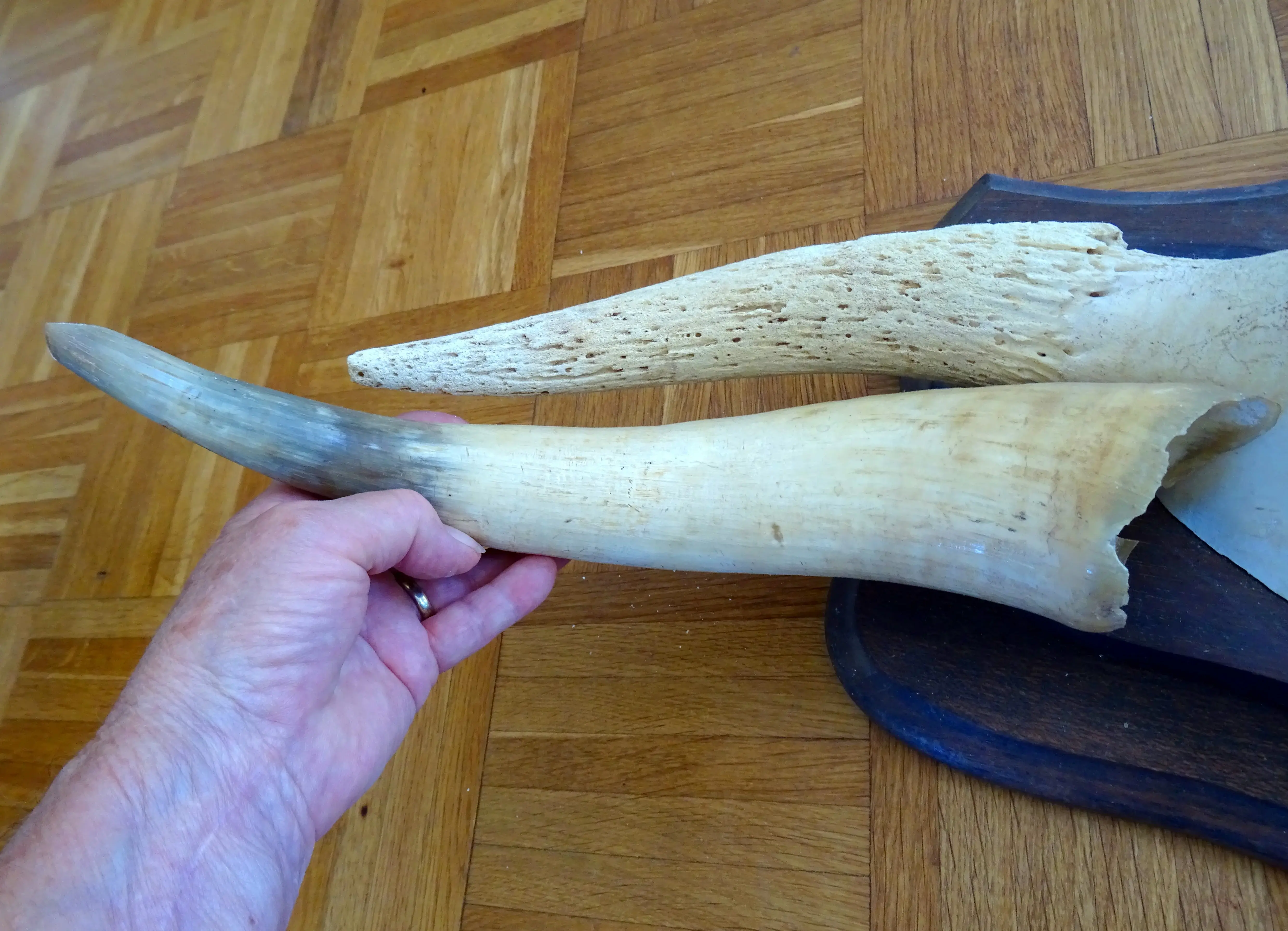 Horn (3).webp