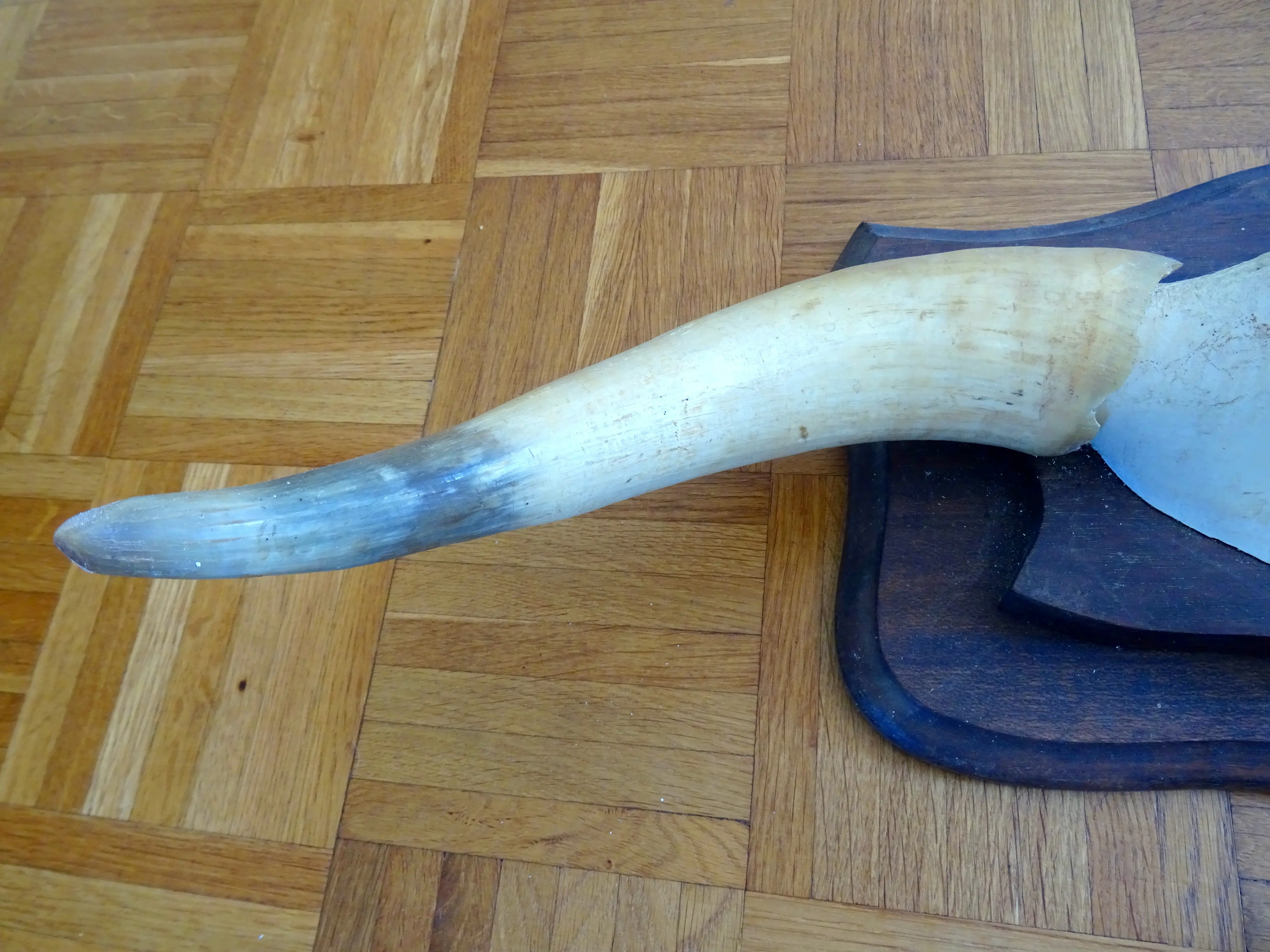 Horn (2).webp