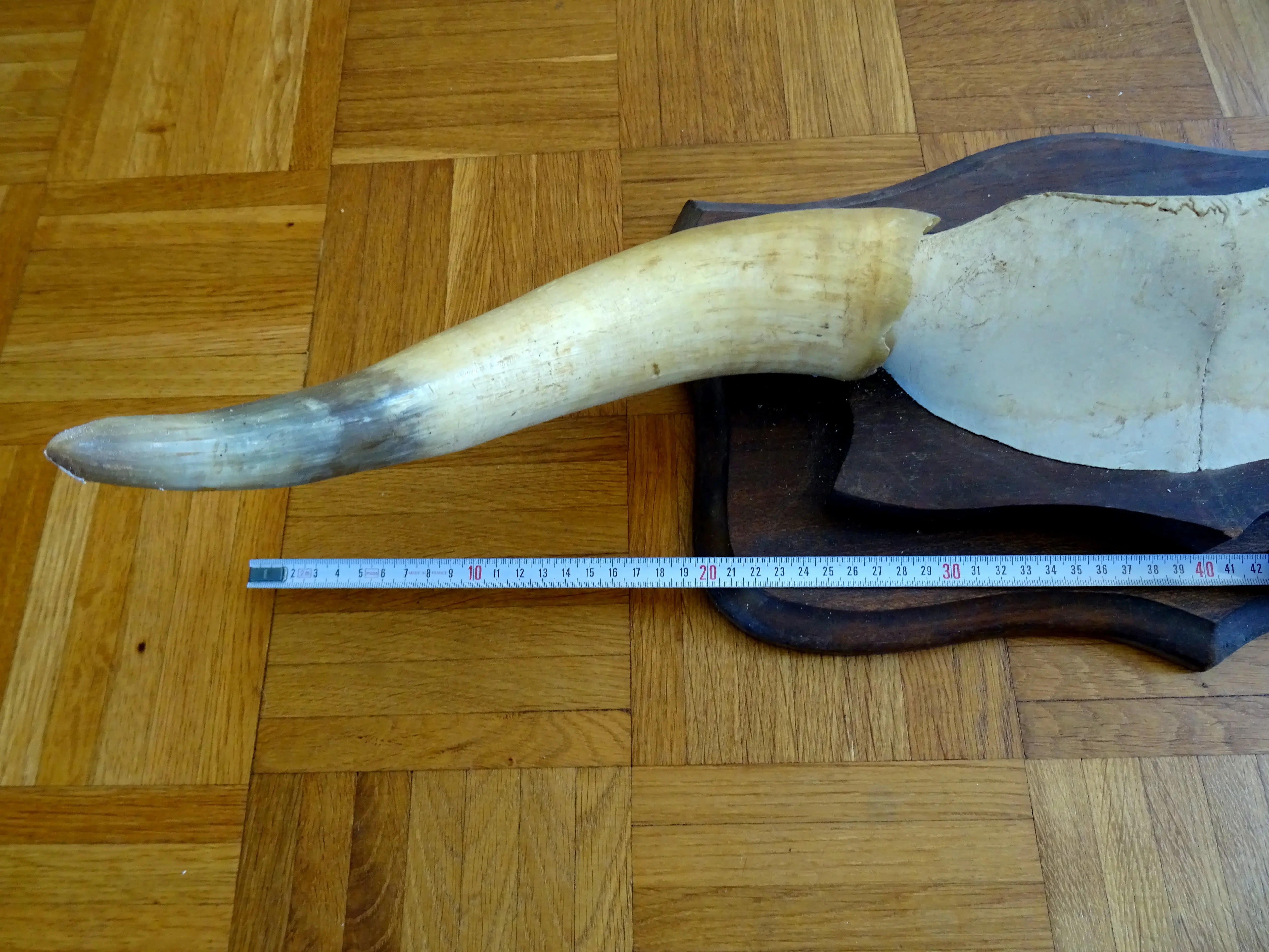 Horn (1).webp