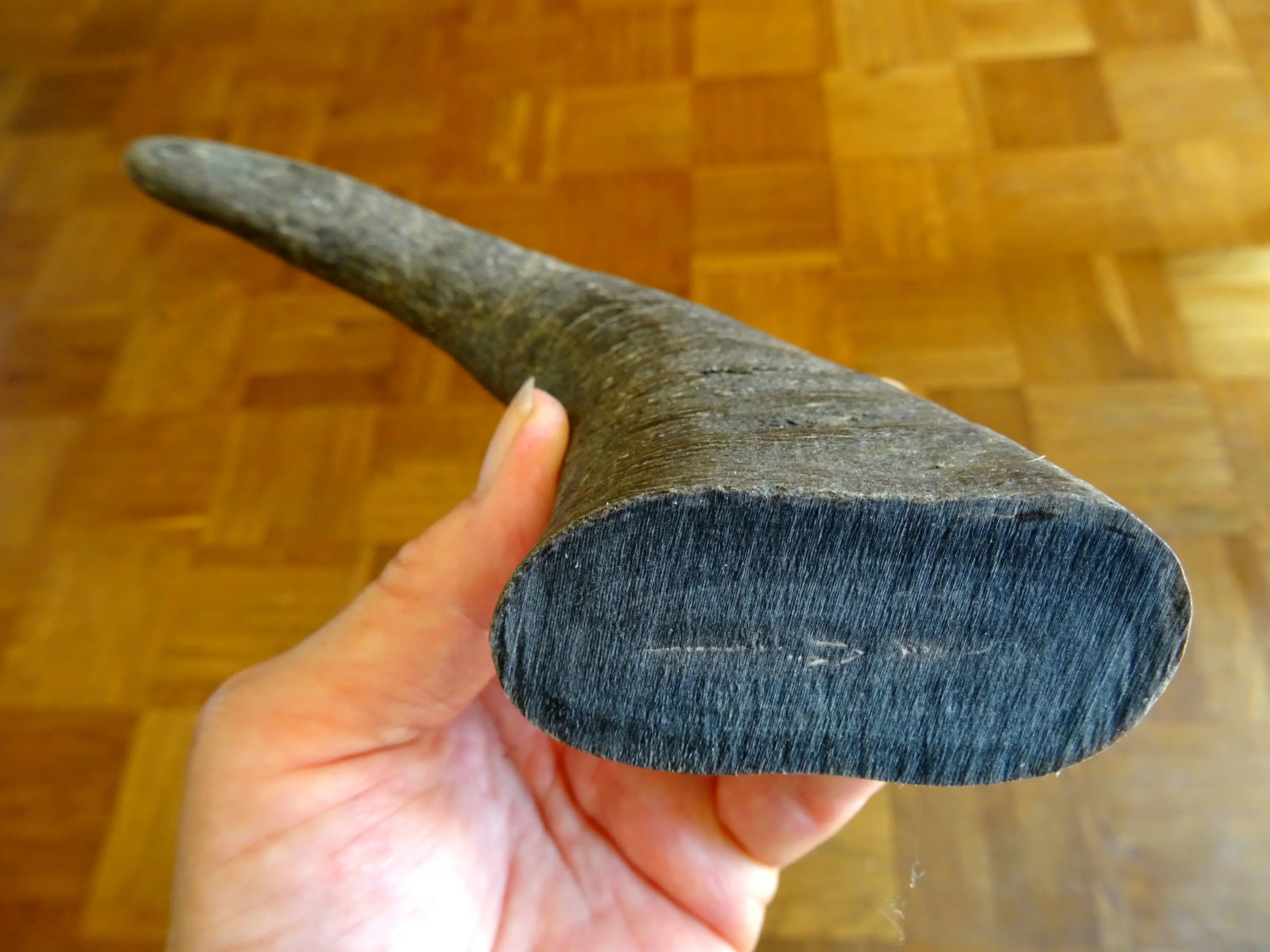 Horn (4).webp