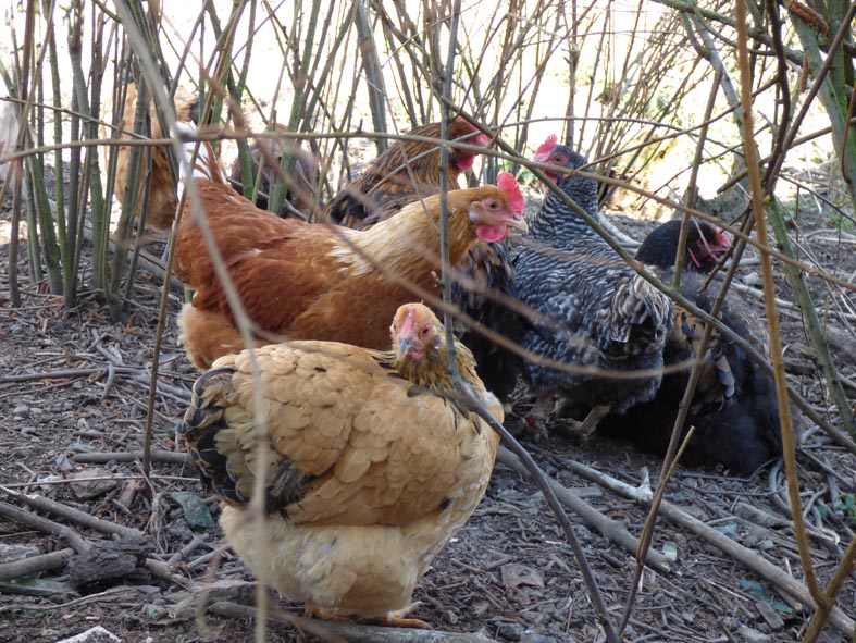 Huhn siesta.JPG