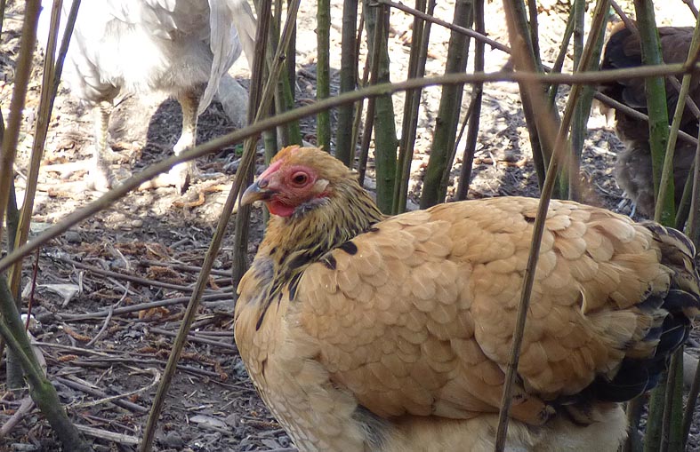 Huhn wyandotte.JPG