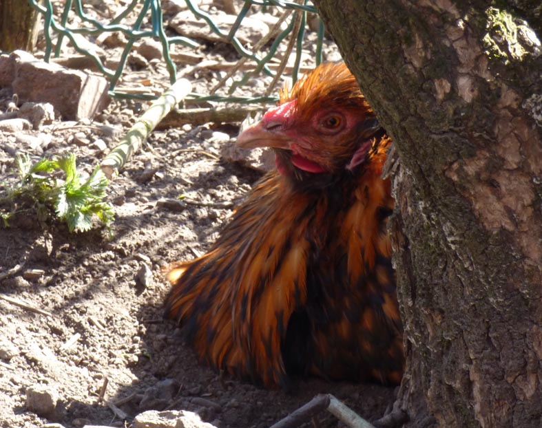 Huhn.JPG