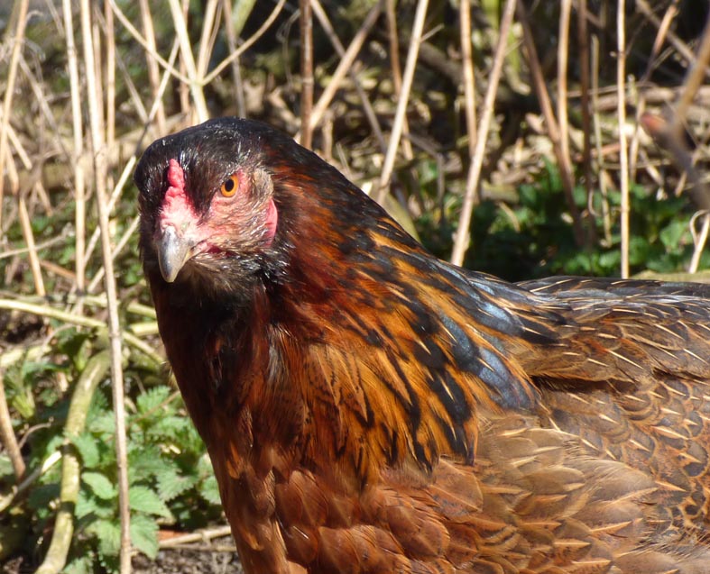Huhn1.JPG