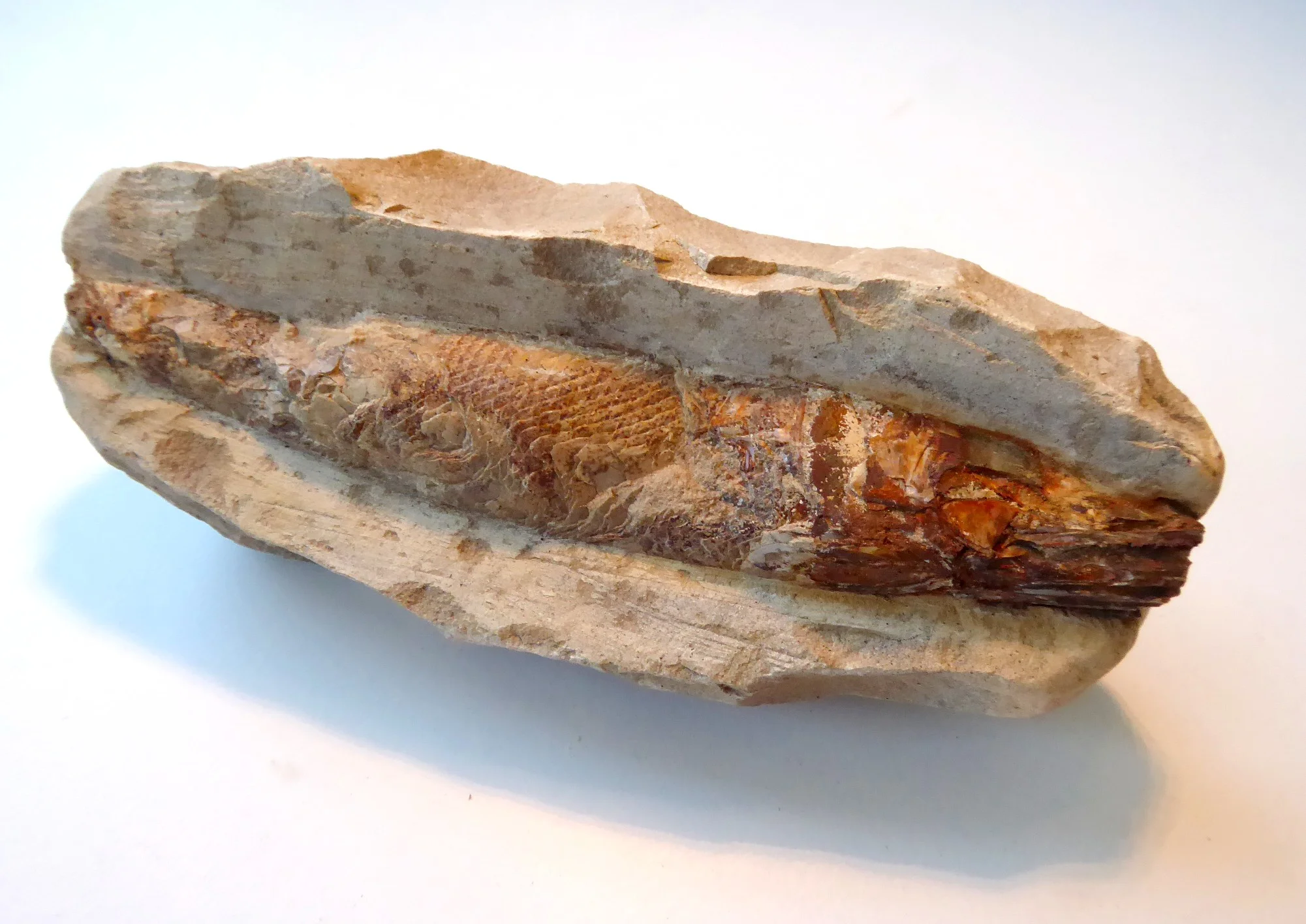 Fossil (1).JPG