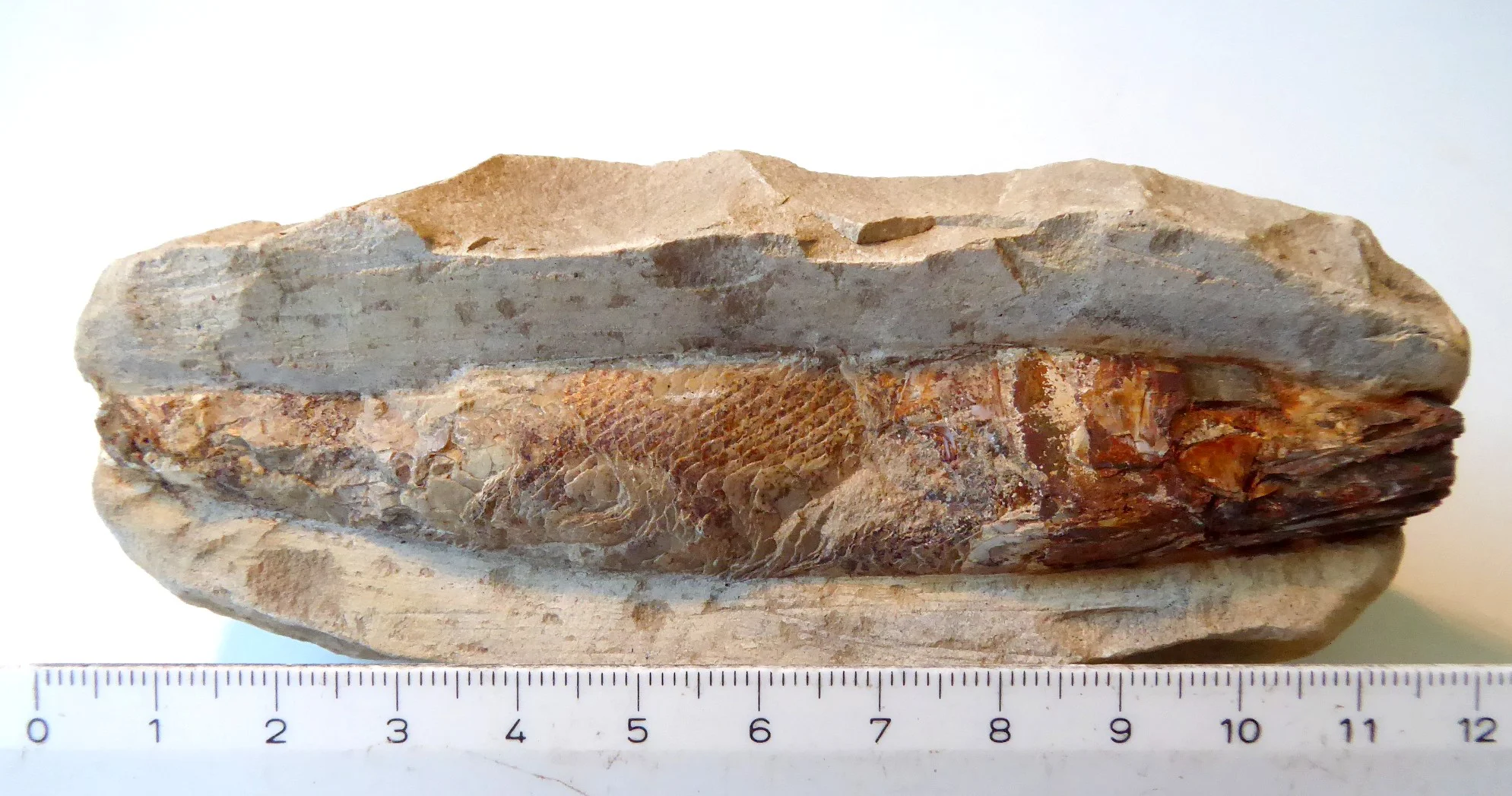 Fossil (2).JPG