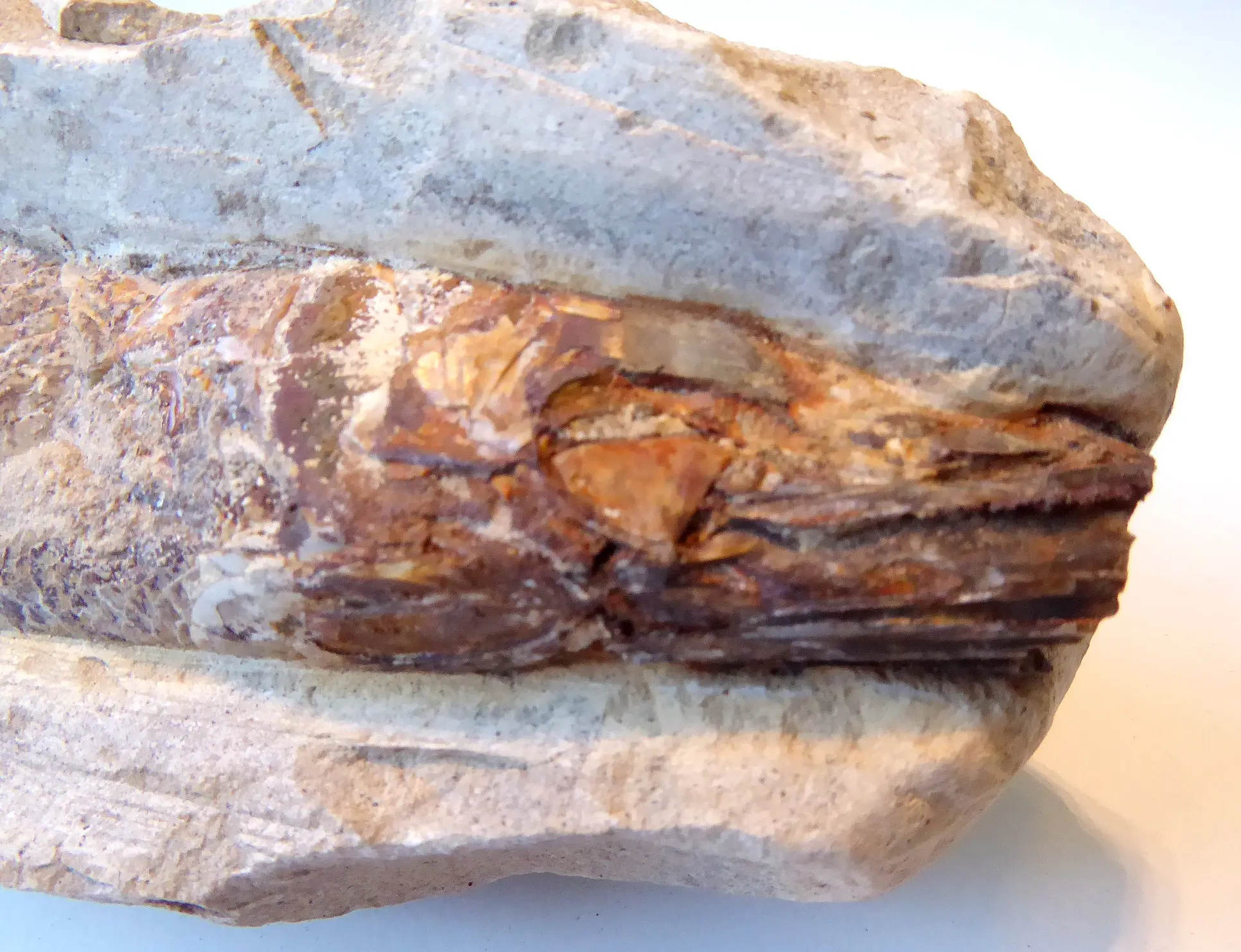 Fossil (3).JPG