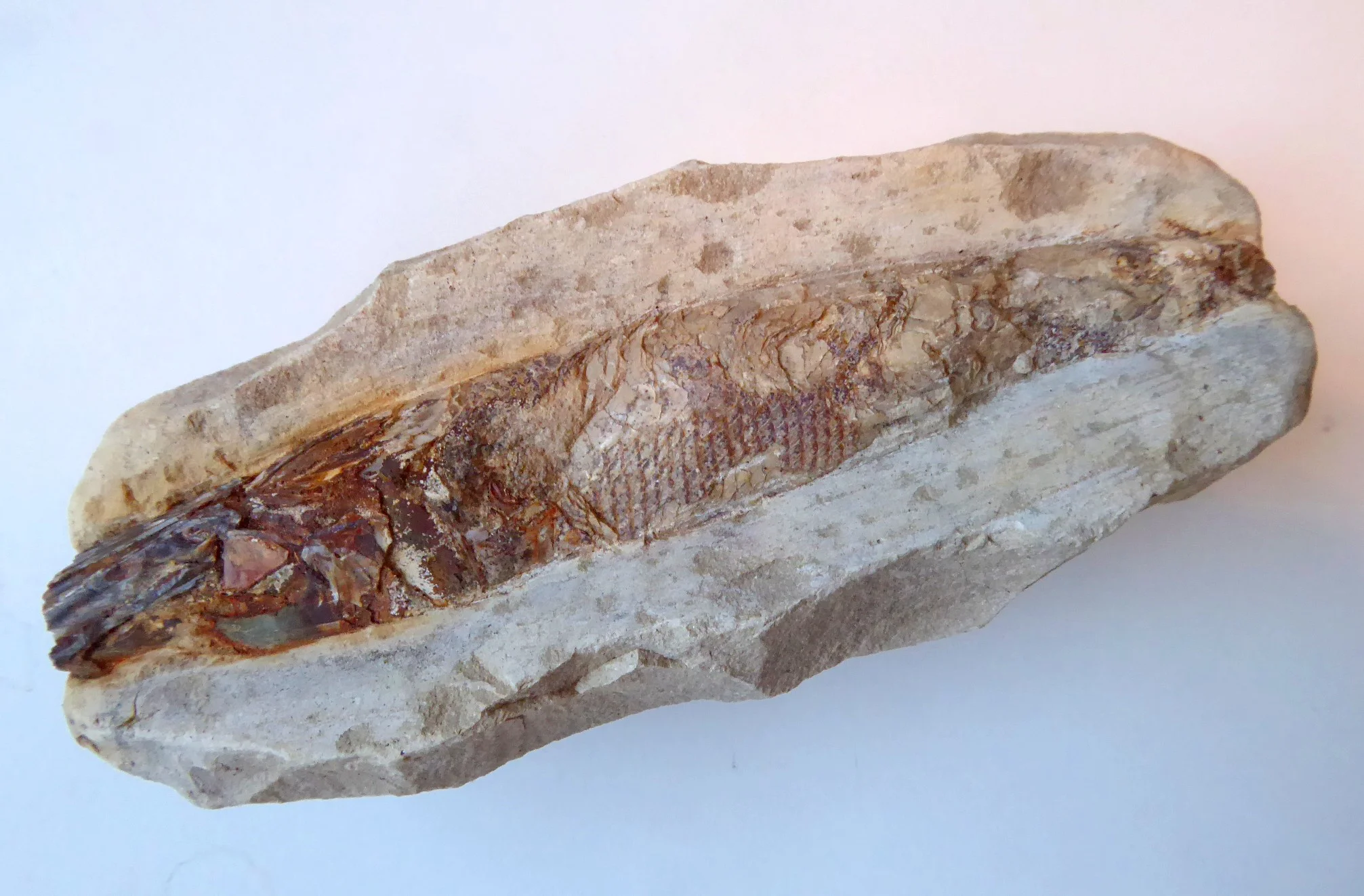 Fossil (10).JPG