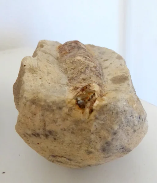 Fossil (12).JPG