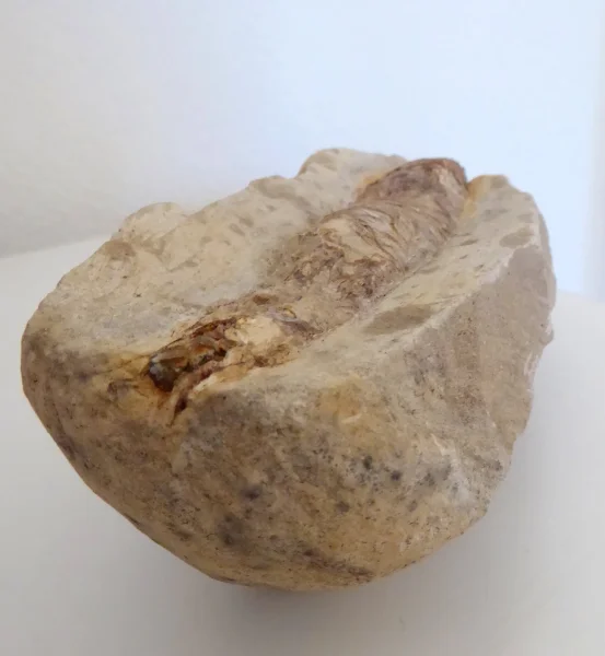 Fossil (14).JPG