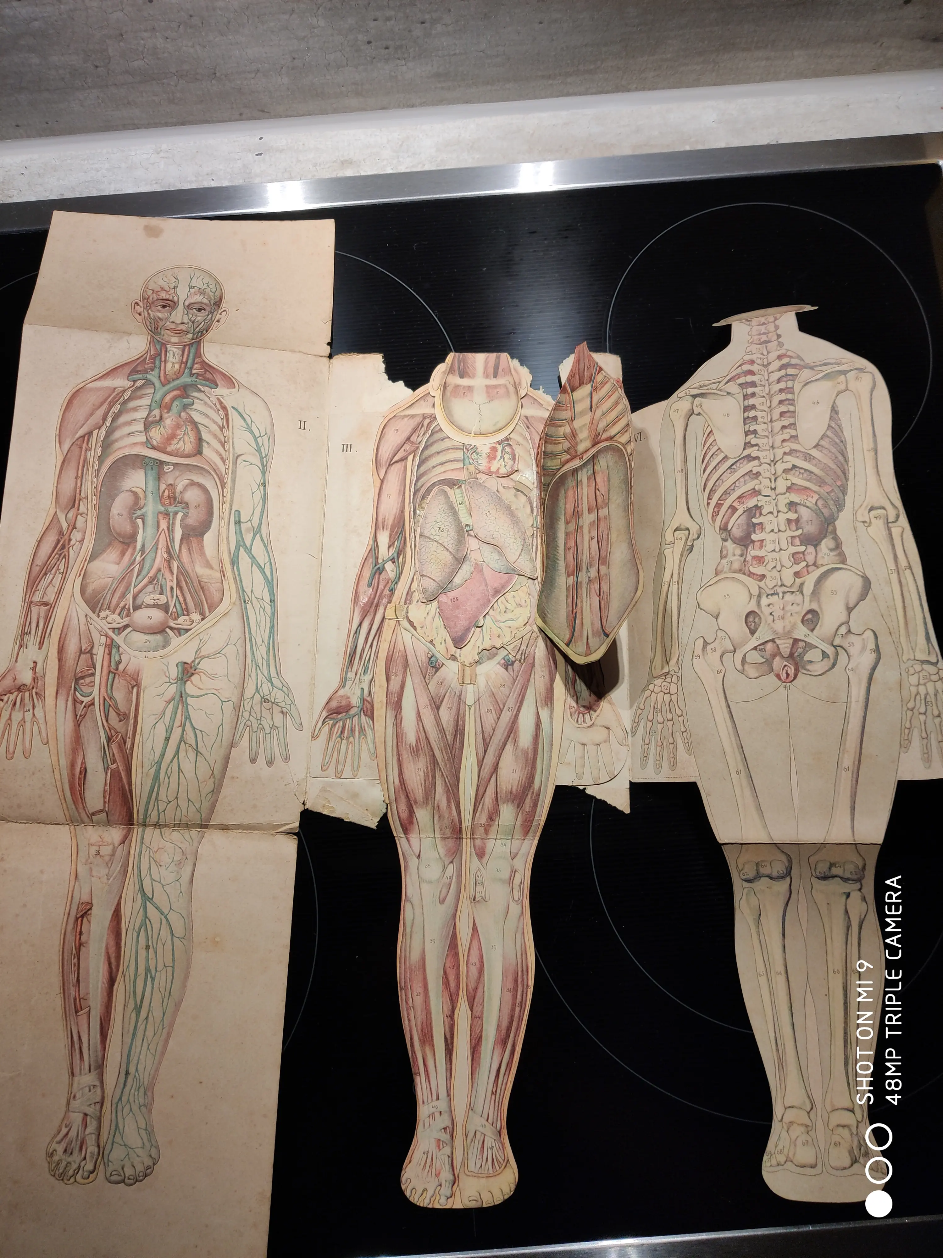 Anatomie 3.jpg