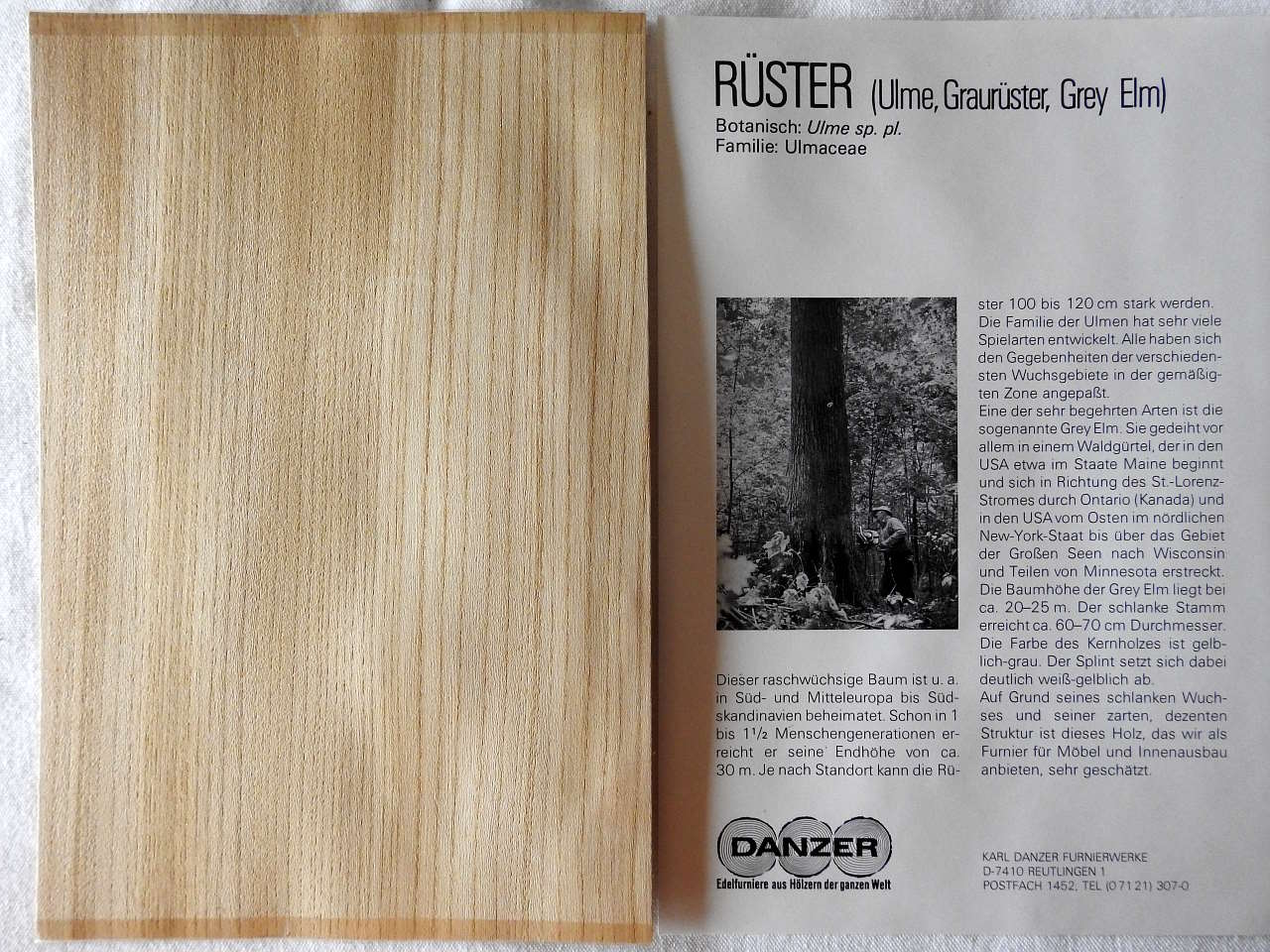 furnier maser 005.JPG