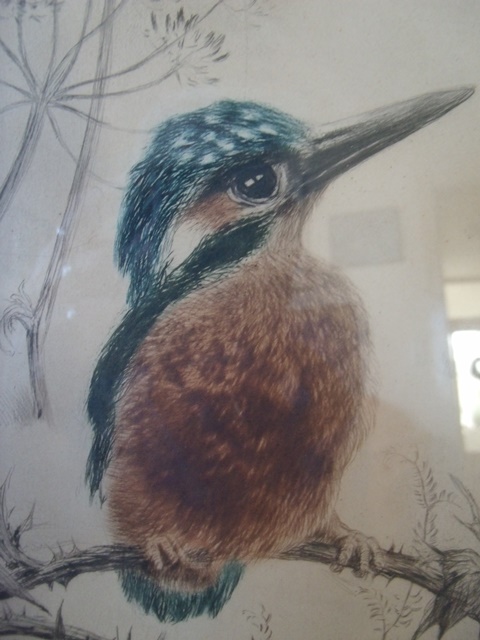 Eisvogel III.JPG