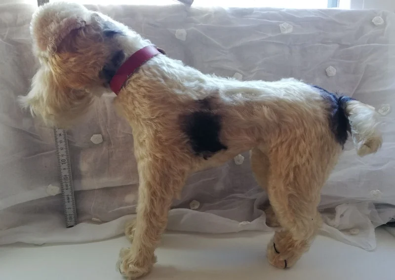 Foxterrier_IMG_20210131_145227.jpg